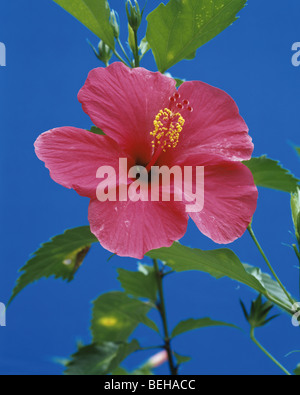 Ibisco Foto Stock