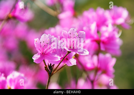 Rosa fiori di azalea Foto Stock