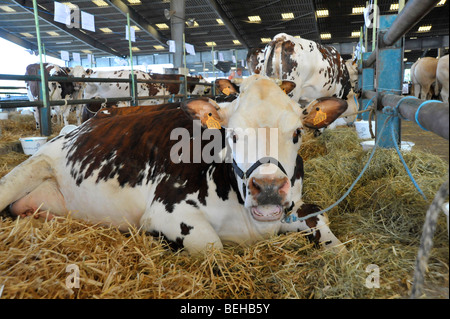 Bestiame bovino mostra a Parthenay ,Deux-Sevres, Francia. Foto Stock