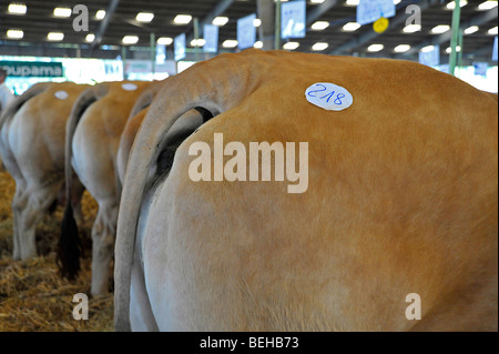 Allevamento di Bestiame sul display all'agricoltura mostra a Parthenay, Deux-Sevres, Francia. Foto Stock