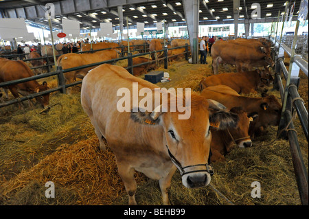 Livestock Show all'interno mercato del bestiame a Parthenay, Deux-Sevres, Francia. Foto Stock