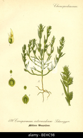 Circa ottanta la incisione di Corispermum intermedium Schweigger dal Prof Dr Thome la flora della Germania. Foto Stock