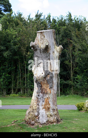 Ceppo di albero Foto Stock