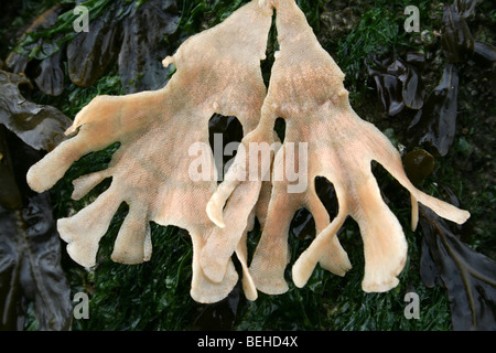 Hornwrack Flustra foliacea, un Bryozoan o tappetino di mare a New Brighton, Wallasey, Wirral, Merseyside, Regno Unito Foto Stock