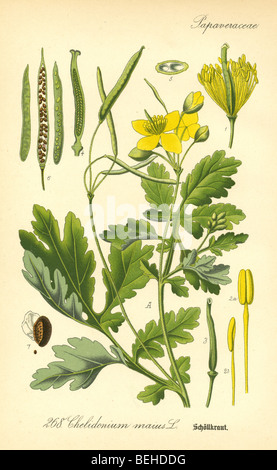 Circa ottanta la incisione di maggiore celandine o tetterwort (Chelidonium majus) dal Prof Dr Thome la flora della Germania. Foto Stock