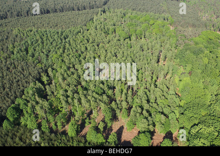 Bosco misto dall'aria, Belgio Foto Stock