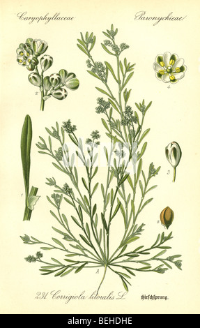 Circa ottanta la incisione di Strapwort (Corrigiola literalis) dal Prof Dr Thome la flora della Germania. Foto Stock