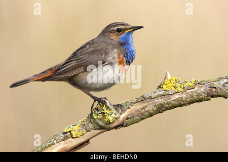 Pettazzurro (Luscinia svecica) appollaiato sul ramo in zona umida Foto Stock