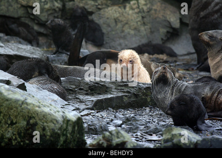 Leucistic biondo o 'oro' Antartico pelliccia sigillo pup, Elsehul, Georgia del Sud Foto Stock