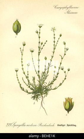 Circa ottanta la incisione di Spergella nodosa L. Reichenbach dal Prof Dr Thome la flora della Germania. Foto Stock