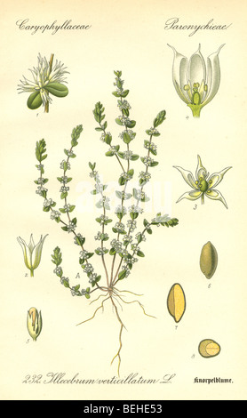 Circa ottanta la incisione di Coral-collana (Illecebrum verticillatum) dal Prof Dr Thome la flora della Germania. Foto Stock