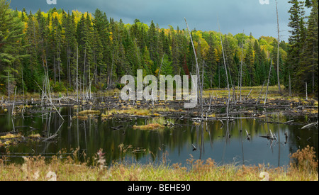 Affogato di alberi con rientrano la natura paesaggio sullo sfondo. Algonquin Provincial Park, Ontario, Canada. Foto Stock