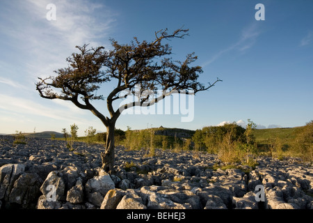 Pavimentazione di pietra calcarea vicino Conistone, Superiore Wharfedale, nel Yorkshire Dales National Park, Inghilterra Foto Stock