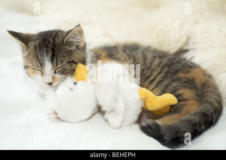 Un piccolo gatto è abbracciando una bambola di anatra. Foto Stock