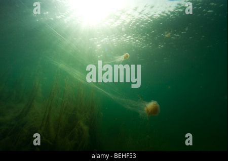 Le meduse, i Lions mane, Cyanea capilata Foto Stock