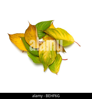 Autunno marrone e verde di foglie cadute, Foto Stock