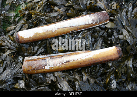 Due Pod Gusci di rasoio Ensis siliqua su alga coperto Rock a New Brighton, il Wirral, Merseyside, Regno Unito Foto Stock