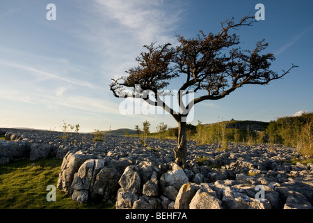 Pavimentazione di pietra calcarea vicino Conistone, Superiore Wharfedale, nel Yorkshire Dales National Park, Inghilterra Foto Stock