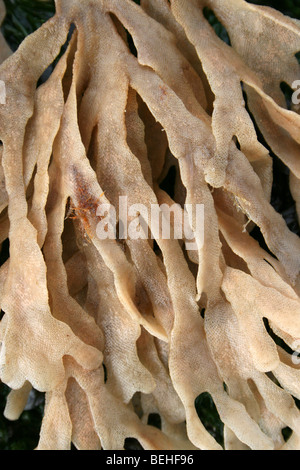 Fronde di Hornwrack Flustra foliacea, un Bryozoan o tappetino di mare a New Brighton, Wallasey, Wirral, Merseyside, Regno Unito Foto Stock