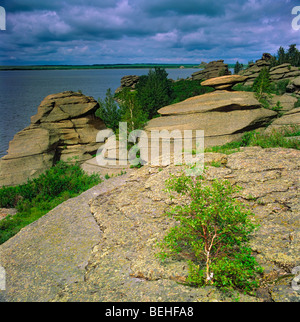 Una betulla sulla banca del lago Kolyvan. La Russia Foto Stock