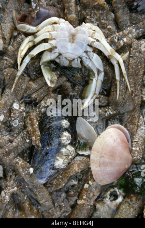 Baltic Tellin, Cozza e resti di un comune Shore Crab sul worm Sandmason tubi a New Brighton, Wirral, Regno Unito Foto Stock