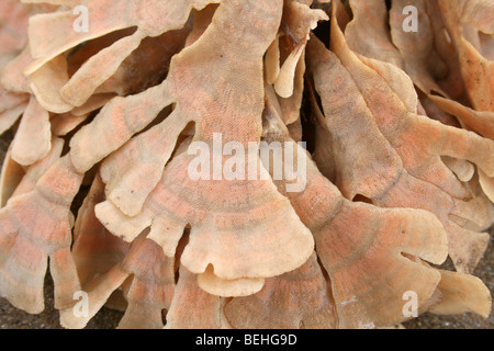 Fronde di Hornwrack Flustra foliacea, un Bryozoan o tappetino di mare a New Brighton, Wallasey, Wirral, Merseyside, Regno Unito Foto Stock