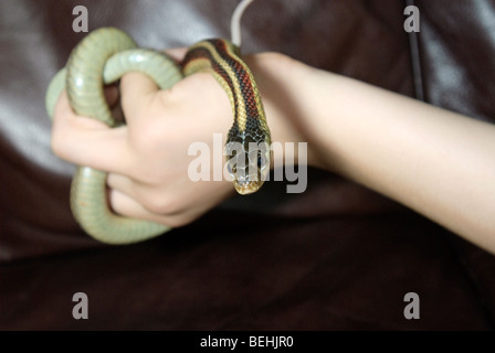 Il Comune Garter Snake (Thamnophis sirtalis) è un non-serpente velenoso indigene del nord America. Foto Stock