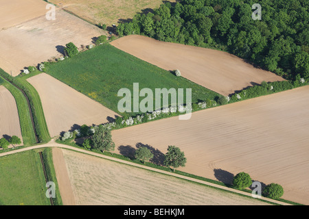 Fioritura biancospino (Crataegus monogyna) lungo percorsi nei campi e foreste dall'aria, Belgio Foto Stock