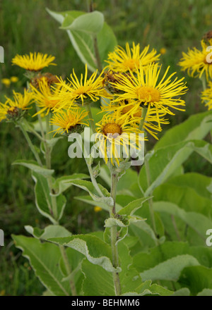 Enula, Inula helenium, Asteraceae Foto Stock