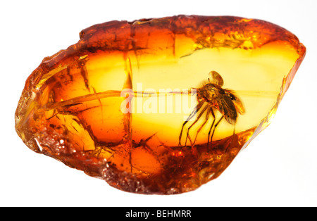 Fly preistorici conservati in ambra baltica Foto Stock