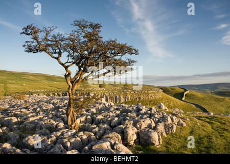 Pavimentazione di pietra calcarea vicino Conistone, Superiore Wharfedale, nel Yorkshire Dales National Park, Inghilterra Foto Stock