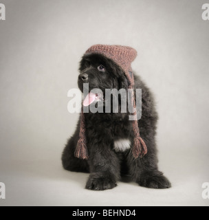 Nero TERRANOVA cane cucciolo in hat ritratto Foto Stock