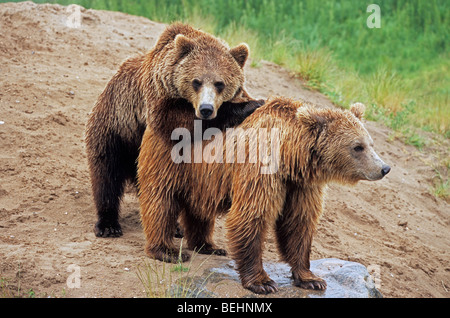 Due comunità l'orso bruno (Ursus arctos) coniugata, Scandinavia, Svezia Foto Stock