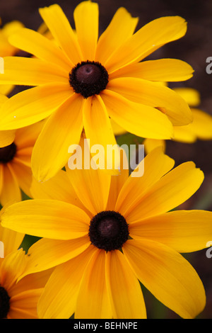 Blossom Rudbeckia hirta giallo Susan dagli occhi neri fiori selvatici nessuno dall'alto carta da parati verticale ad alta risoluzione Foto Stock