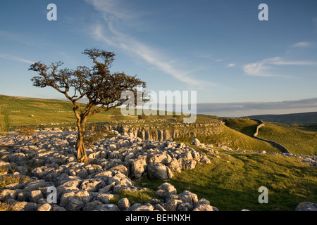 Pavimentazione di pietra calcarea vicino Conistone, Superiore Wharfedale, nel Yorkshire Dales National Park, Inghilterra Foto Stock