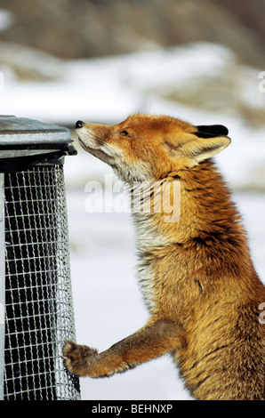 Affamato Red Fox (Vulpes vulpes) infettati con crosta la ricerca di cibo da parte di sniffing al bidone nella neve in inverno Foto Stock