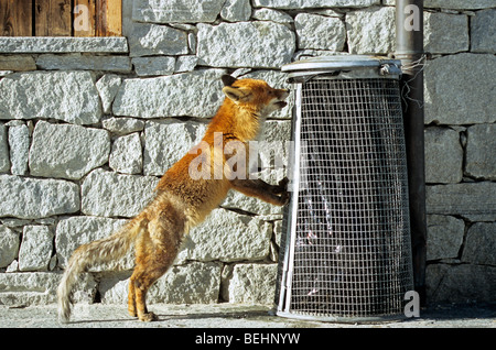 Affamato Red Fox (Vulpes vulpes) infettati con crosta la ricerca di cibo da parte di sniffing al bidone nella neve in inverno Foto Stock