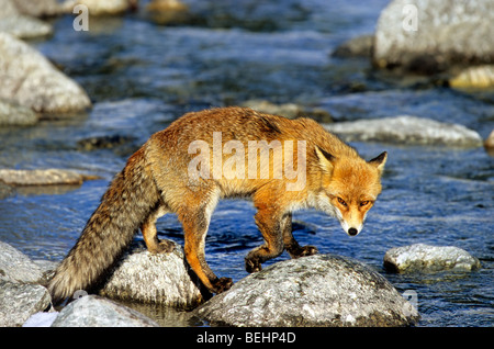 Red Fox (Vulpes vulpes) attraversando il fiume, Italia Foto Stock