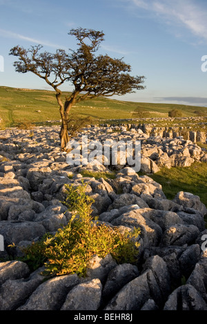 Pavimentazione di pietra calcarea vicino Conistone, Superiore Wharfedale, nel Yorkshire Dales National Park, Inghilterra Foto Stock