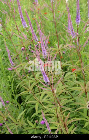 Culver radice, Culver's-root, Culverpsyic Culver's Physic, Bowman Root o Blackroot, Veronicastrum virginicum "fascino" Foto Stock