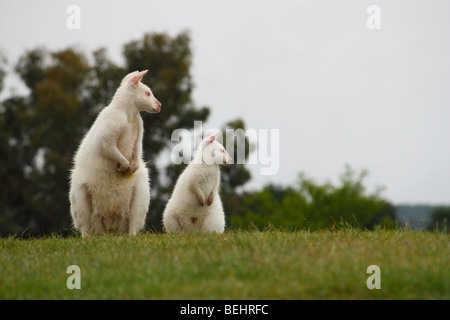 Due bianchi albino wallaby su una collina Foto Stock