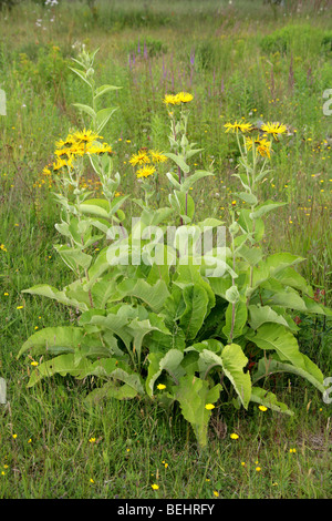 Enula, Inula helenium, Asteraceae Foto Stock