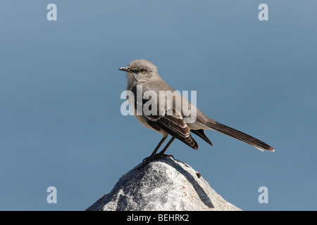 Northern Mockingbird (Mimus polyglottos), seduti su una grande roccia con vista oceano in background Foto Stock