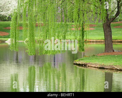 Green willow tree sovrastante un lago in primavera Foto Stock