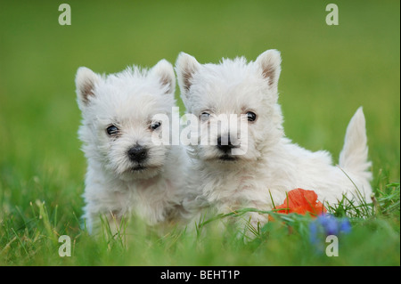 Due Cuccioli West Highland White Terrier in giardino Foto Stock