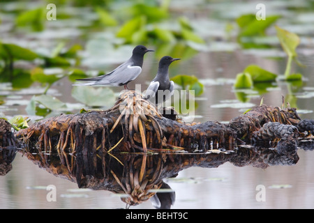 Black Tern (Chlidonias niger surinamensis), maschio e femmina in allevamento piumaggio impegnato nel corteggiamento. Foto Stock