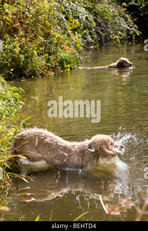 Golden Retriever cuccioli. Foto Stock