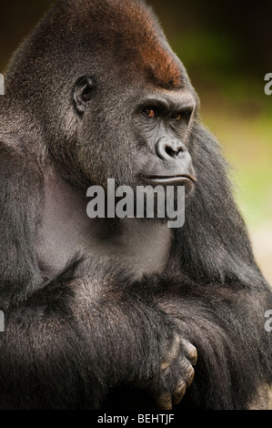 Il Gorilla guardare Foto Stock