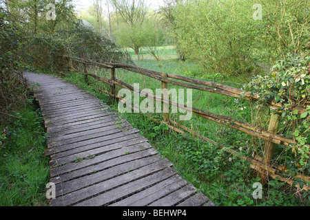 Il Boardwalk / sollevata passerella in legno con staccionata in legno attraverso la palude, Hesbaye, Belgio Foto Stock