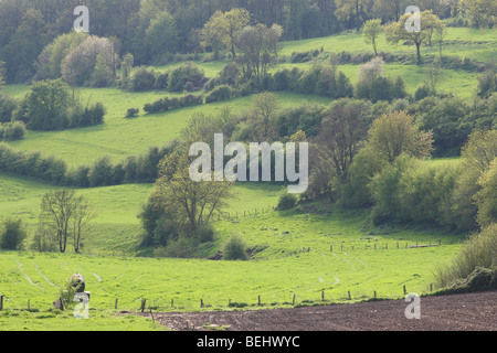 Paesaggio di Bocage con siepi e alberi, Voeren, Belgio Foto Stock